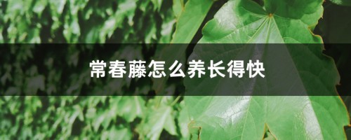 常春藤怎么养长得快