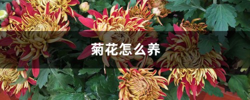 菊花怎么养