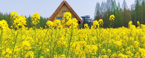 舟山适合养什么花，市花和市树是什么