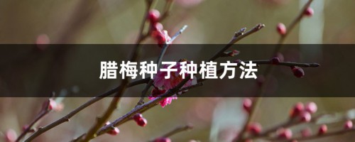 腊梅种子种植方法（方法及时间），种子种的能开花吗