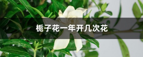 栀子花一年开几次花