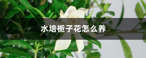 水培栀子花怎么养