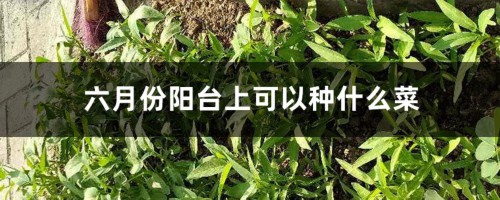 六月份阳台上可以种什么菜