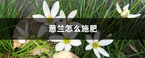 葱兰怎么施肥