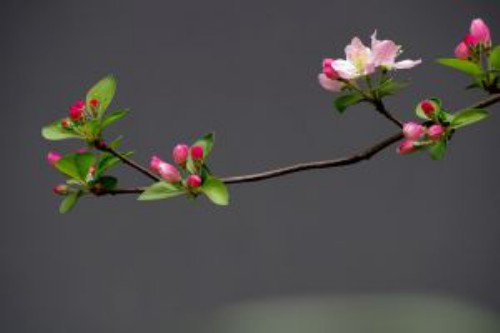 怎么让垂枝海棠二次开花